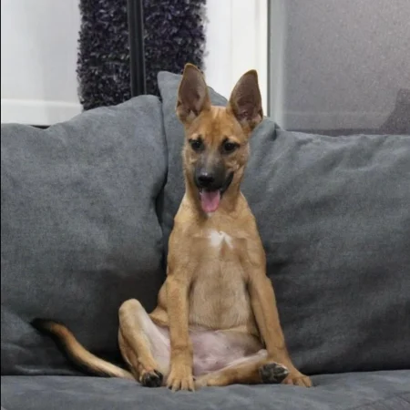 The smiling dog in happy mood is sitting on a soft surface, available for adoption at dog shelters in San Diego.